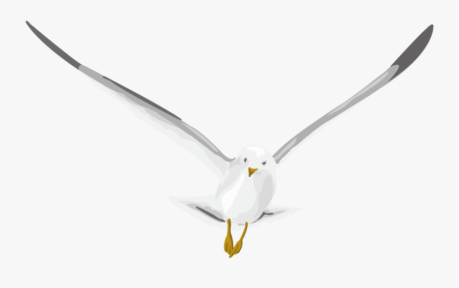 Pigeon Png - Ring Billed Gull, Transparent Clipart
