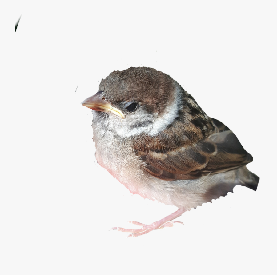 #kokos #bird #sweet #cute #sparrow #lovebird #freetoedit - House Sparrow, Transparent Clipart