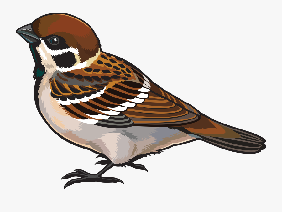 Sparrow Png Clipart - Sparrow Clipart, Transparent Clipart