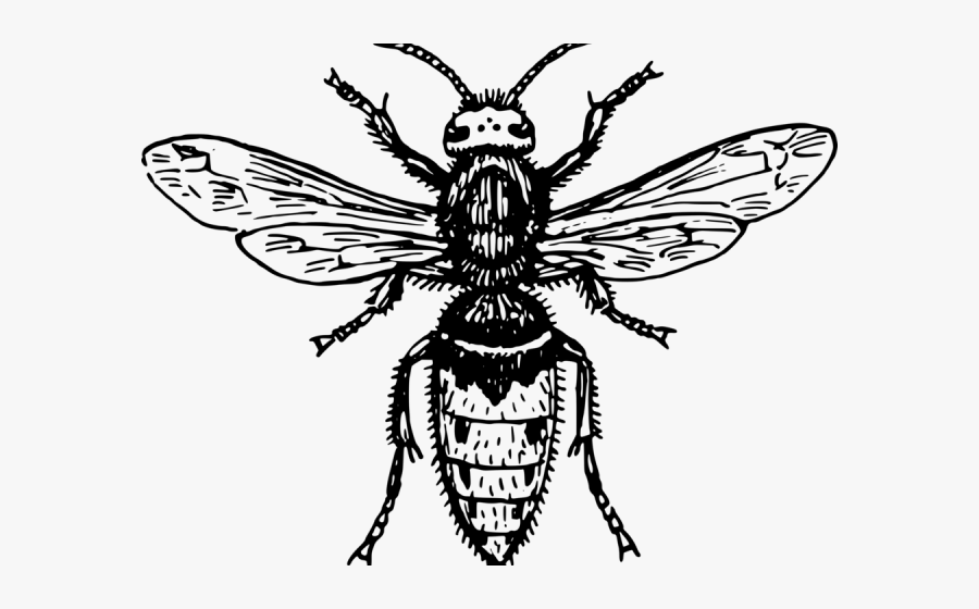 Fly Clipart Insect - Giant Japanese Hornet Tattoo, Transparent Clipart