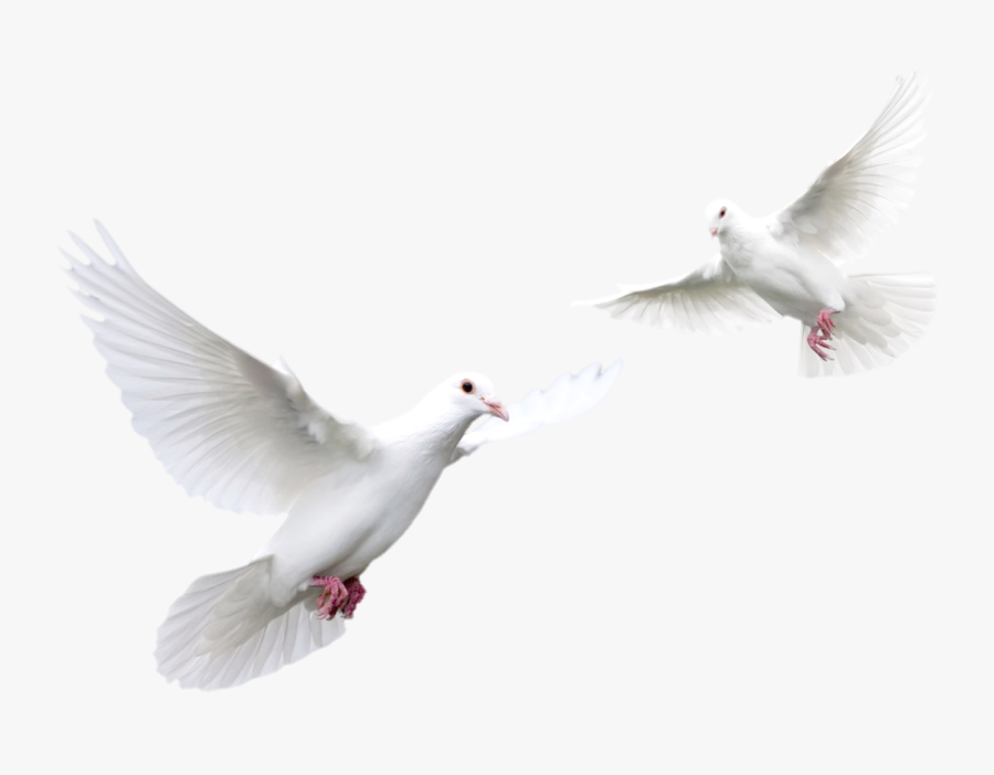 Doves Flying Png - White Doves, Transparent Clipart