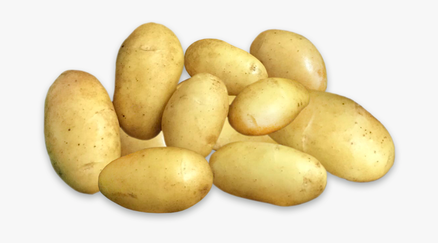 Transparent Potato Clip Art - Russet Burbank Potato, Transparent Clipart