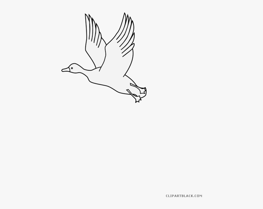 Flying Duck Animal Free - Seabird, Transparent Clipart
