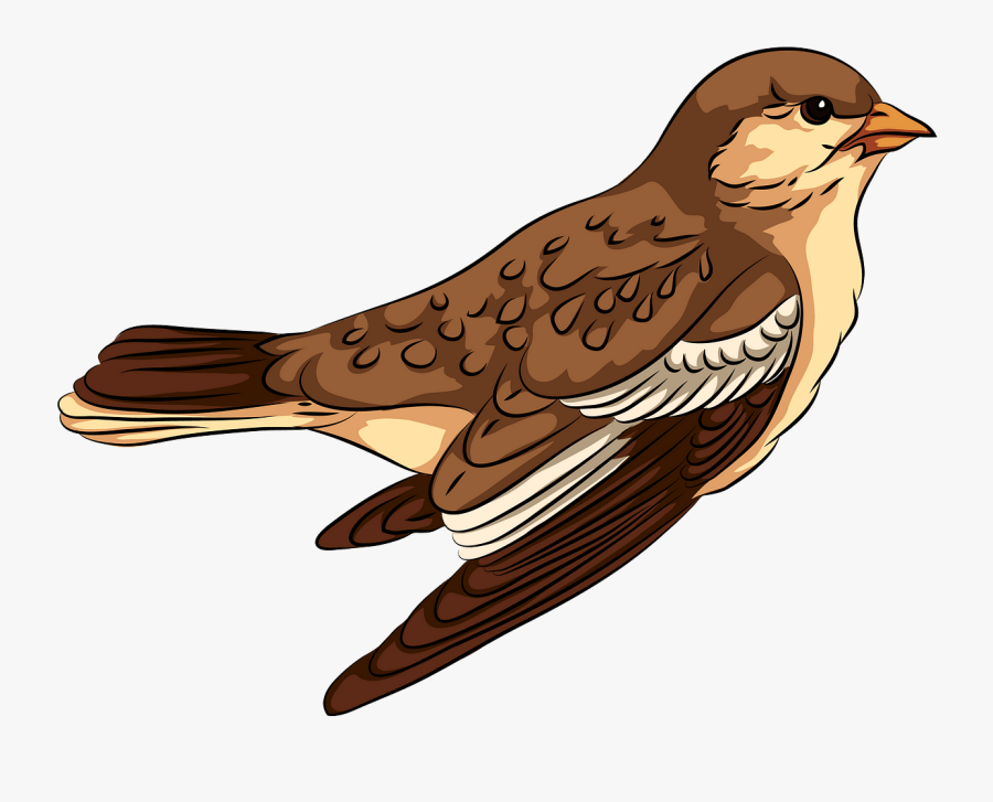 European Swallow, Transparent Clipart