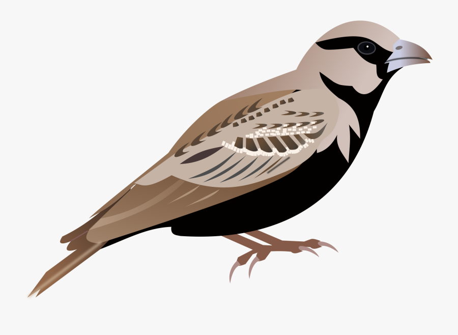 Sparrow Png - Lark Transparent, Transparent Clipart