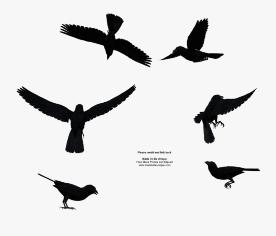 Bird Flying Png - Bird Flying From Above, Transparent Clipart