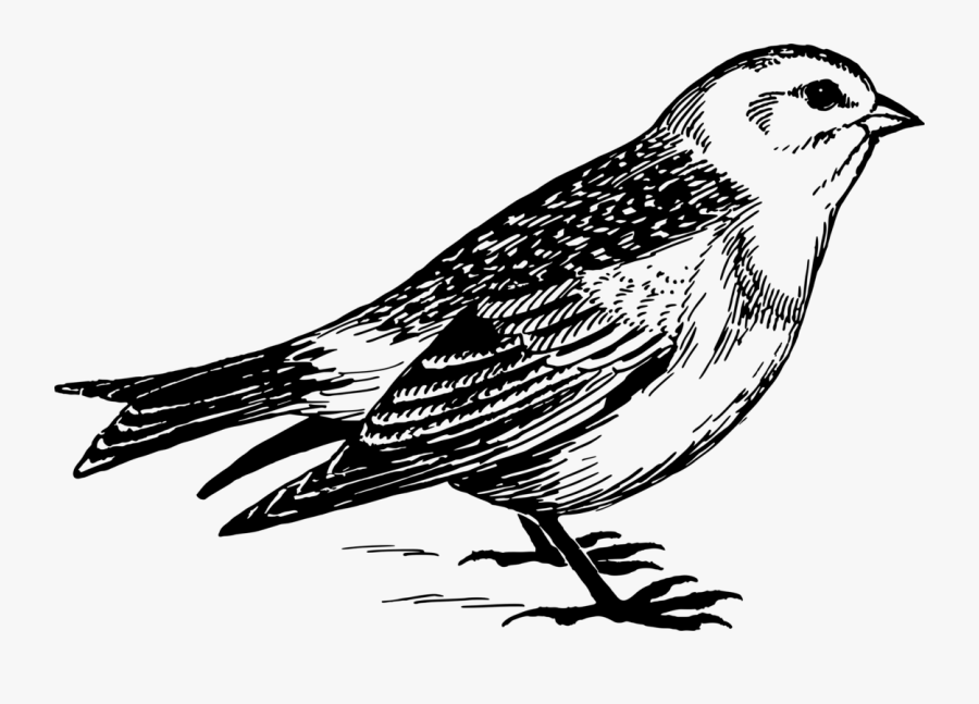 Art,sparrow,monochrome Photography - Black And White Line Drawing Of Sparrow, Transparent Clipart