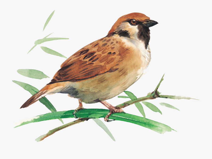 Sparrow Clip Art, Transparent Clipart