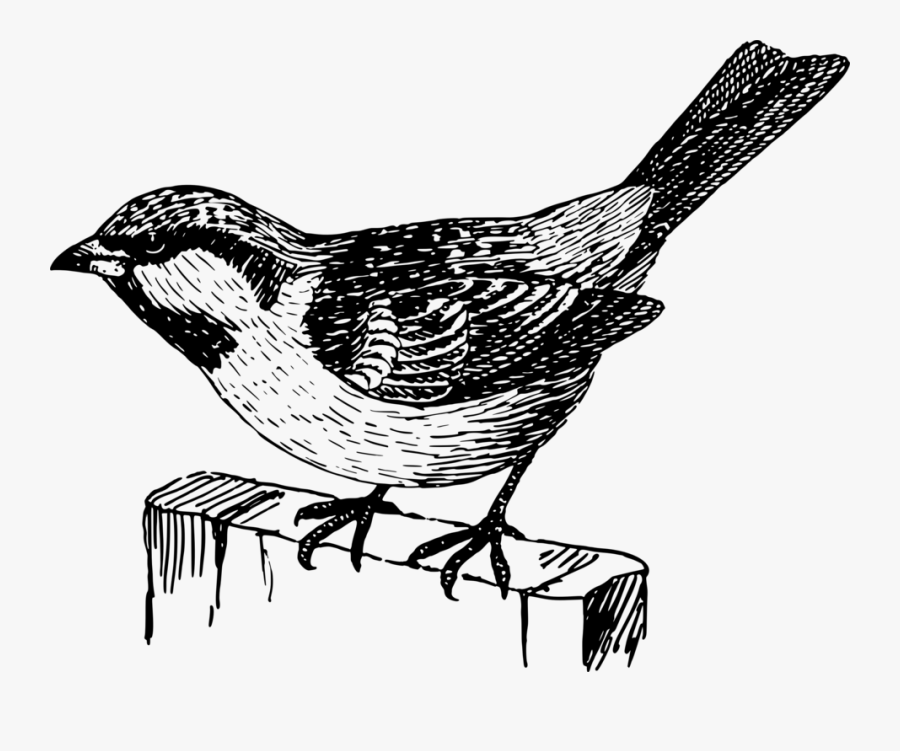 House Sparrow Bird Italian Sparrow Kilobyte - Sparrow Png Black And White, Transparent Clipart
