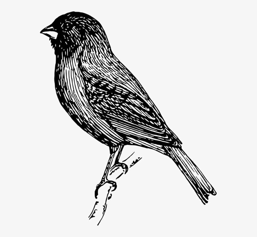 Art,house Finch,sparrow - Sparrow, Transparent Clipart