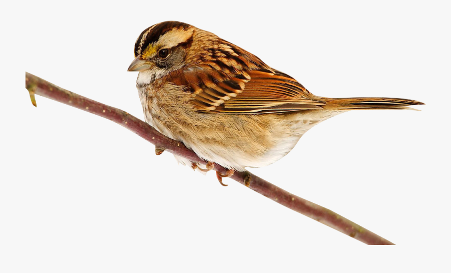 Sparrow, Transparent Clipart