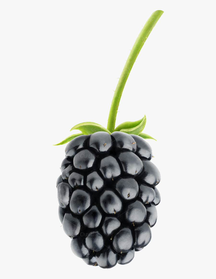 Fruit Blackberry, Transparent Clipart