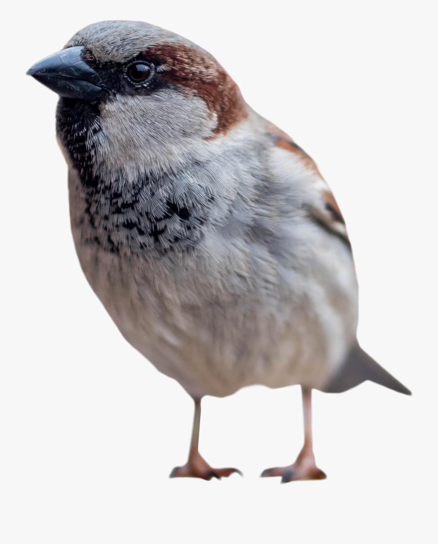 House-sparrow - House Sparrow, Transparent Clipart