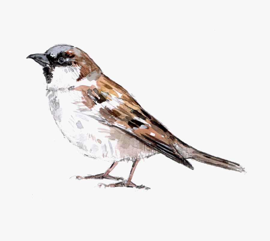 House-sparrow - Sparrow Cartoon, Transparent Clipart