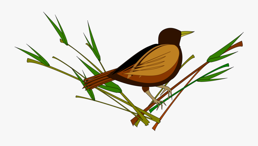 Sparrow Png Pic - การ์ตูน นกกระจอก, Transparent Clipart