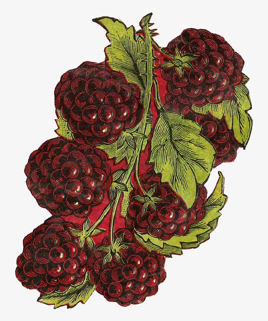 Blackberry, Transparent Clipart