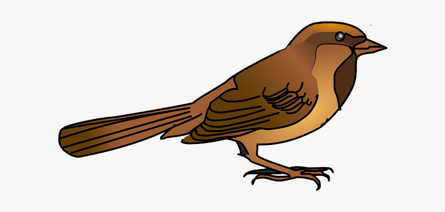 Sparrow Bird Nature Free Picture - Gorrion Png, Transparent Clipart