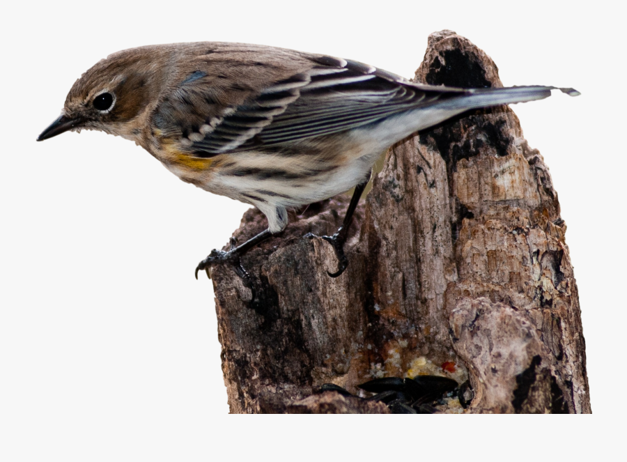 House Sparrow Bird Vertebrate New World Warbler, Transparent Clipart
