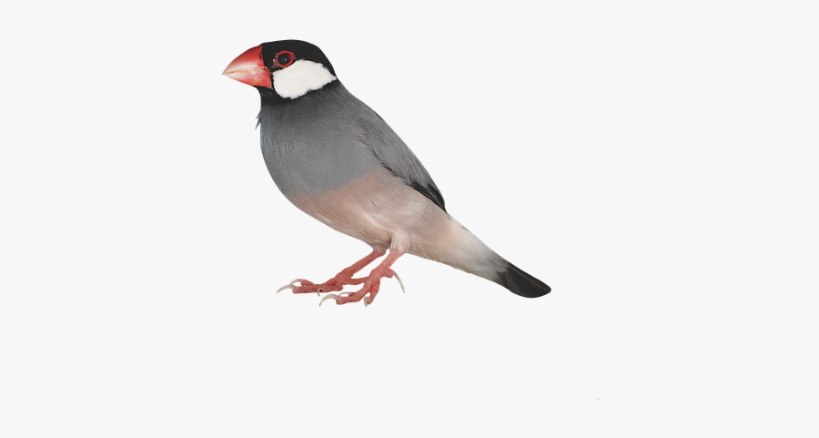 Sparrow Transparent Background - Zebra Finch Bird Transparent, Transparent Clipart