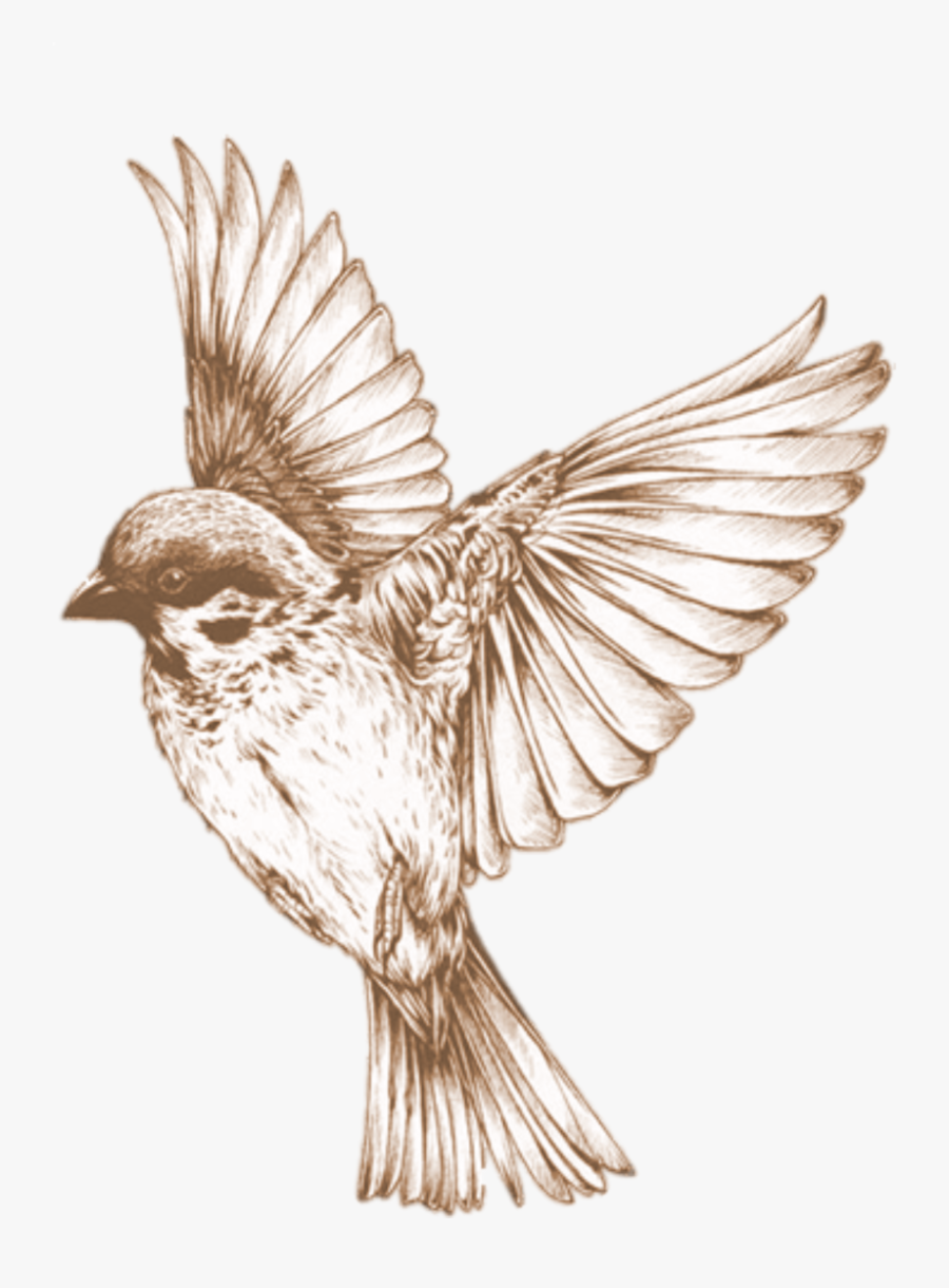 Hummingbird Clipart Sparrow - Flying Bird Illustration Vintage, Transparent Clipart