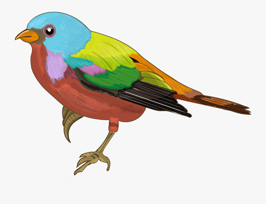 Bird Colorful Sparrow, Transparent Clipart