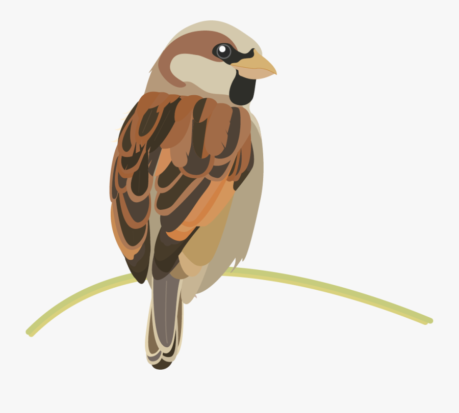 Song Sparrow Clipart Transparent - Sparrow Nz, Transparent Clipart