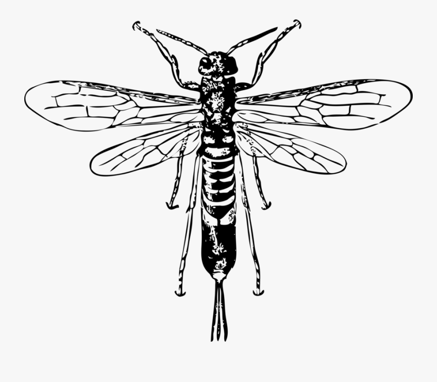 Horn Tail Wasp - Owad Z Długim Ogonem, Transparent Clipart