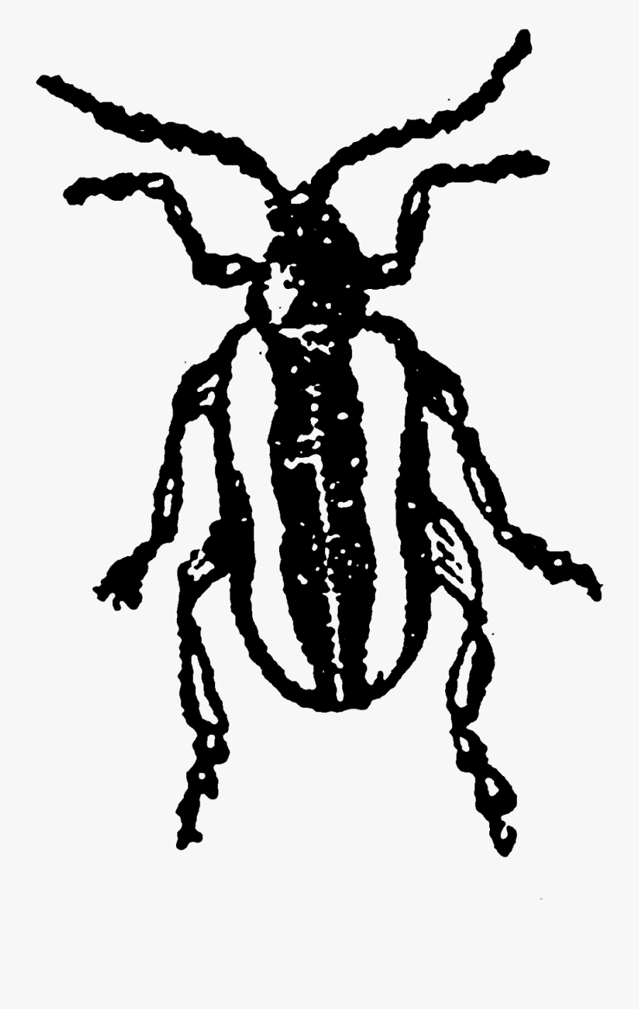 Wasp Clipart Parasitic - Leaf Beetle, Transparent Clipart