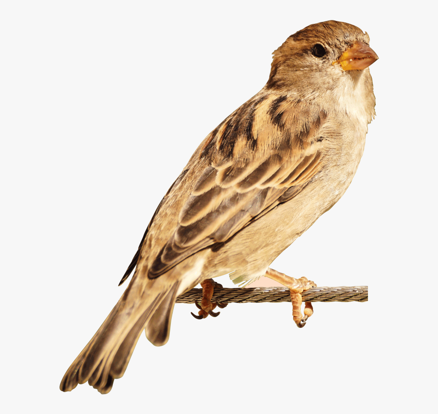 Sparrow Bird Png, Transparent Clipart
