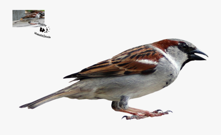 Sparrow Png Transparent Image - Sparrow, Transparent Clipart