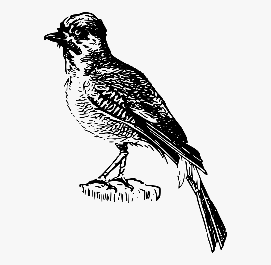 Art,sparrow,monochrome Photography - Bird, Transparent Clipart