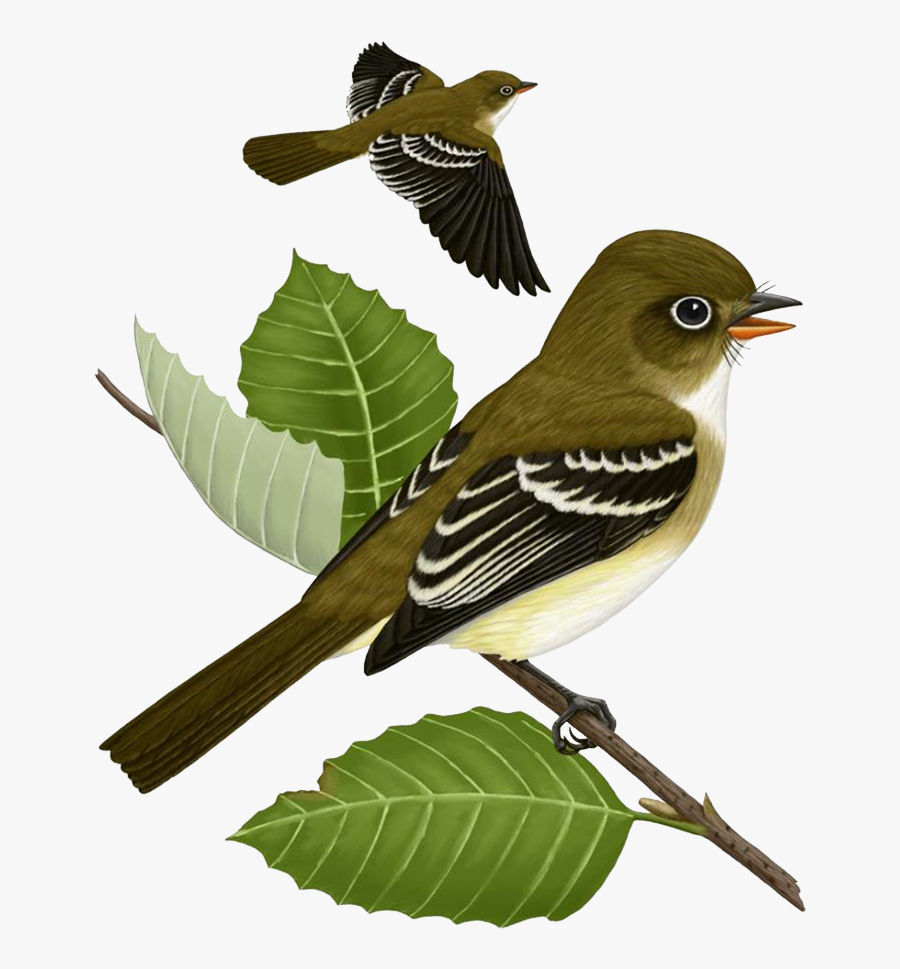 Sparrow Png - Sparrow Cross Stitch Pattern, Transparent Clipart