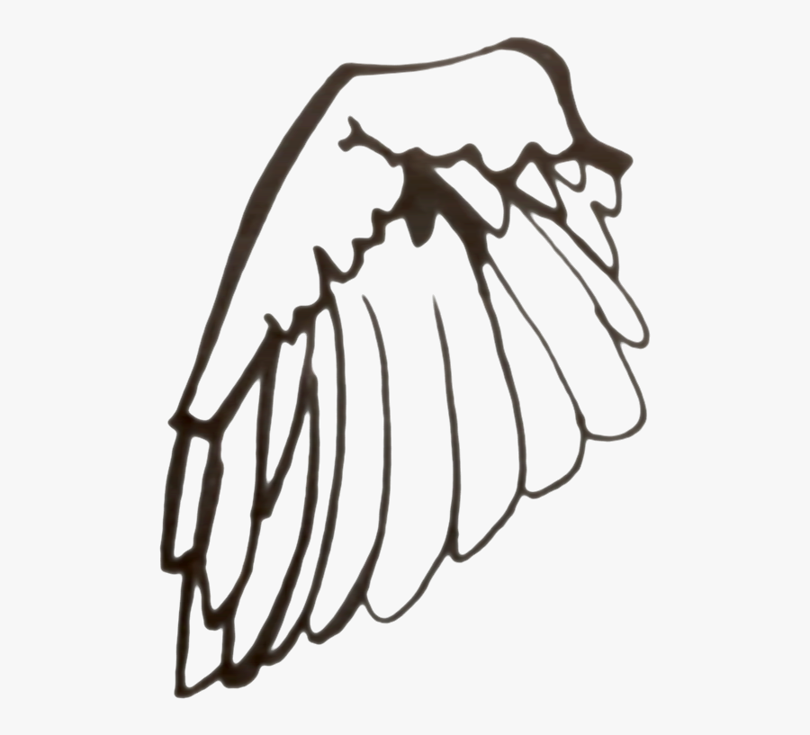 Sparrow Wing Black And White Line Drawing - Illustration, Transparent Clipart