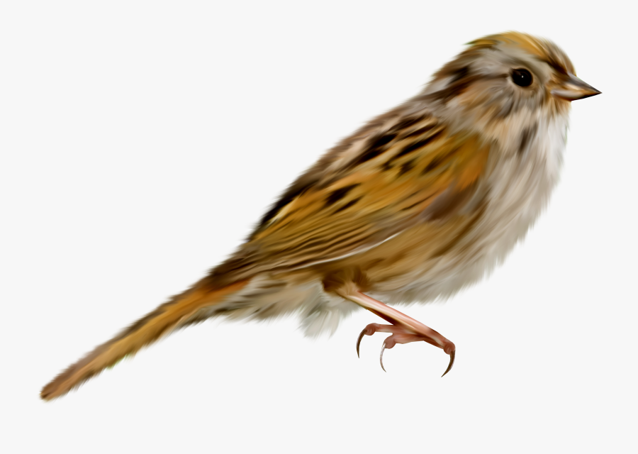 Sparrow Png - Imagen De Pajaros Png, Transparent Clipart