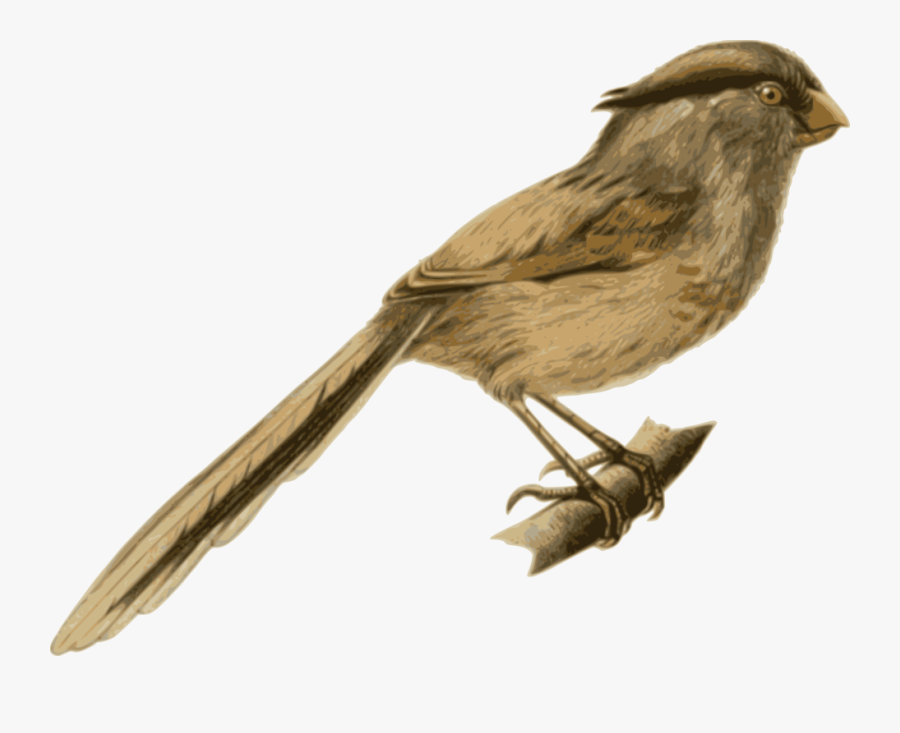 Free Clip Art "paradoxornis Heudei - Birds Sitting On A Branch Png, Transparent Clipart