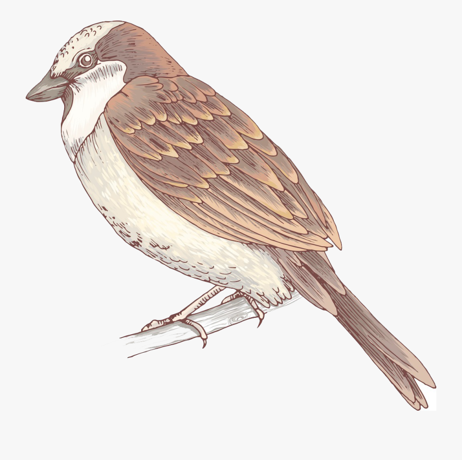 Transparent Lark Clipart - Sparrow Pics Sticker, Transparent Clipart