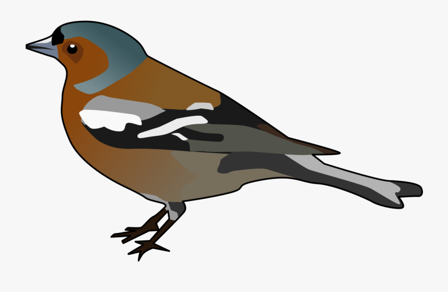 Perching Bird,house Sparrow,sparrow - Chaffinch Clipart, Transparent Clipart