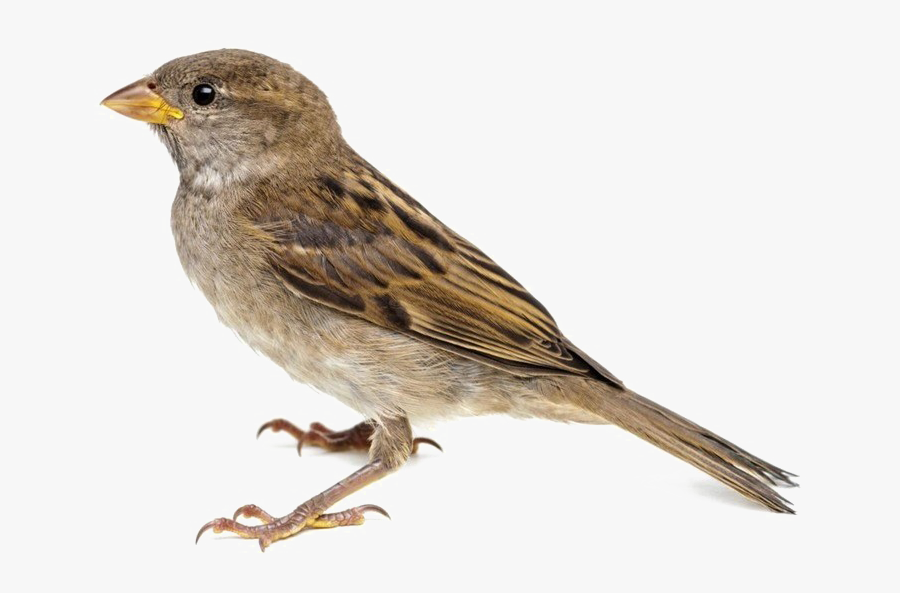 Sparrow Png Image Background - Sparrow Png, Transparent Clipart