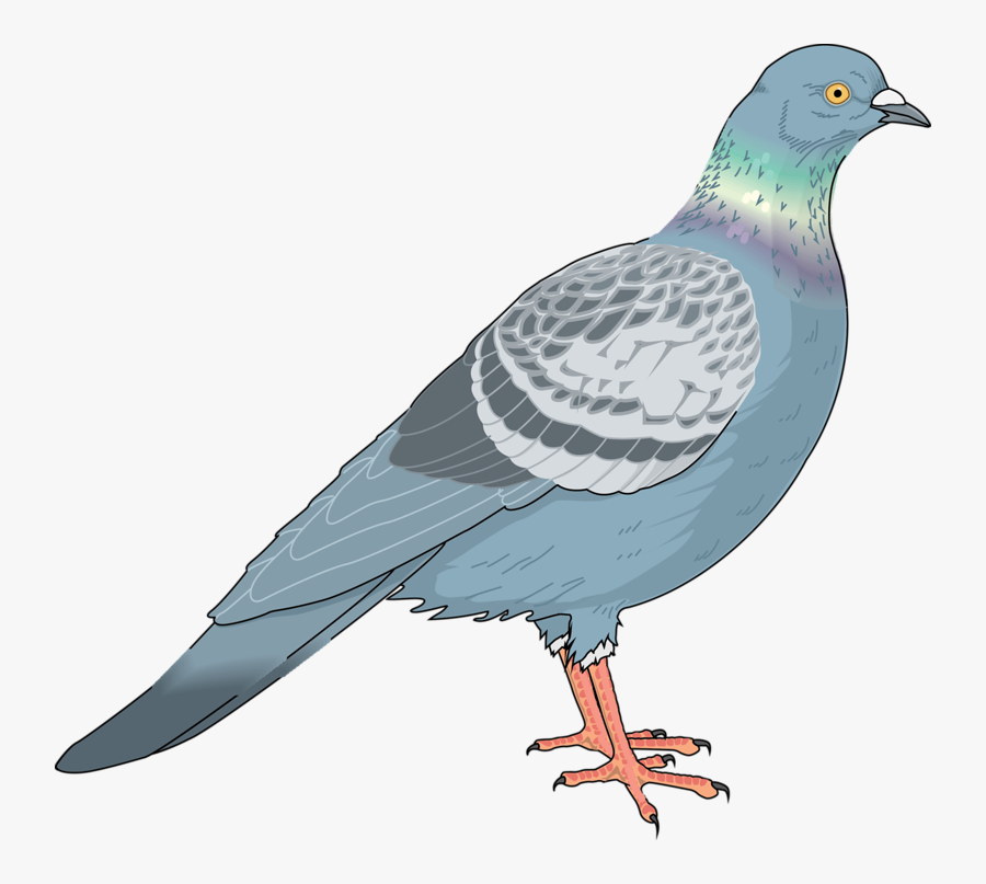 Homing Pigeon Columbidae Bird Clip Art - Pigeon Vector, Transparent Clipart