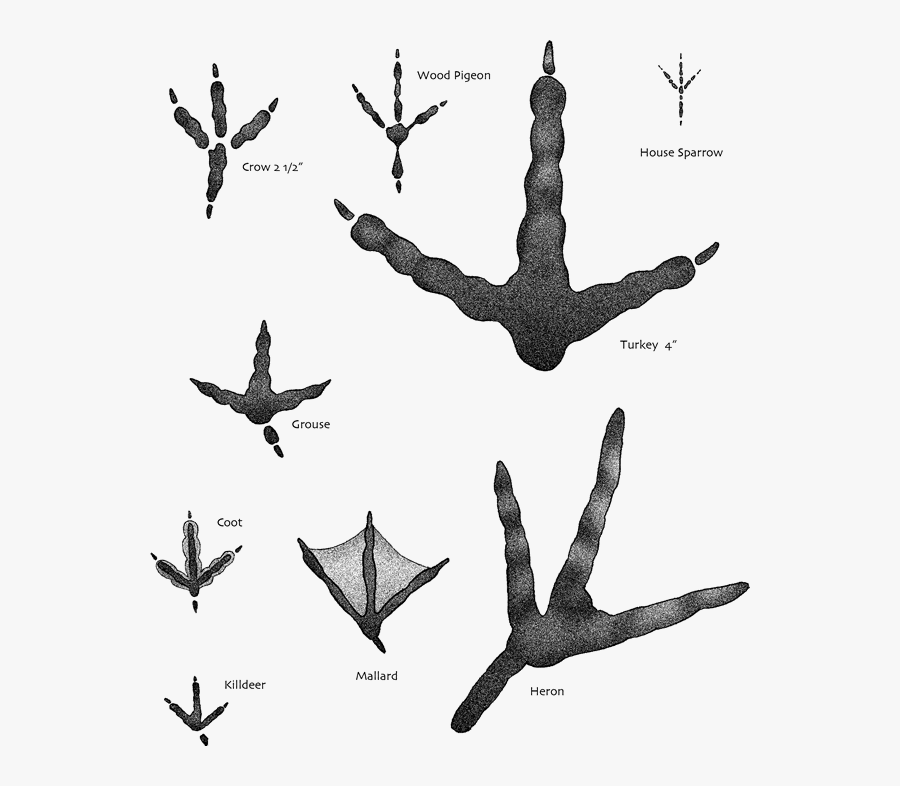 Animal Tracks Banner Transparent Stock - Bird Footprints Identification, Transparent Clipart