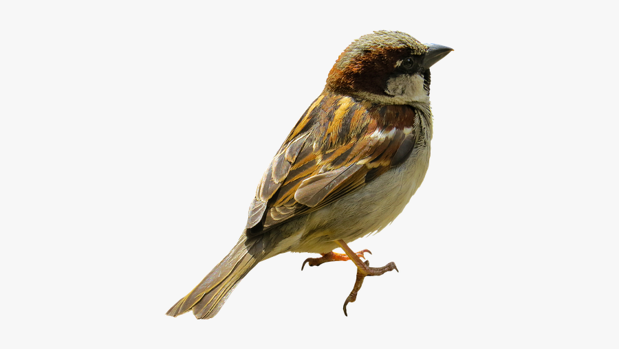 Sticker Stickers Spatz Sparrow Bird - Sparrow, Transparent Clipart