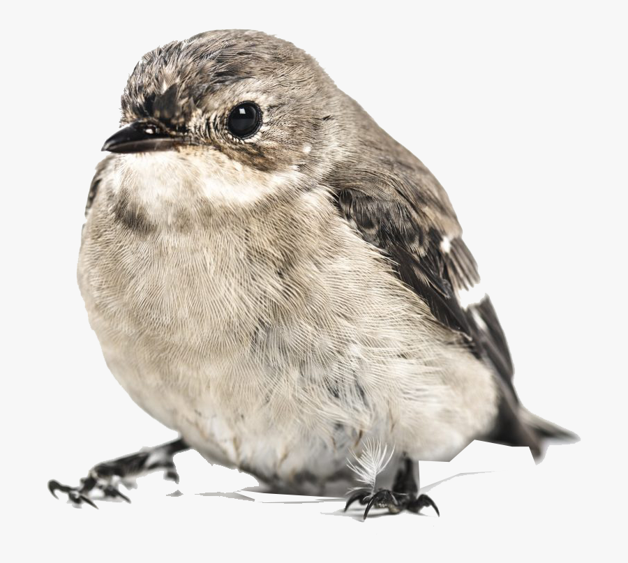 Bird,beak,house Sparrow,sparrow,perching Bird,woodpecker - Vrabie Png, Transparent Clipart