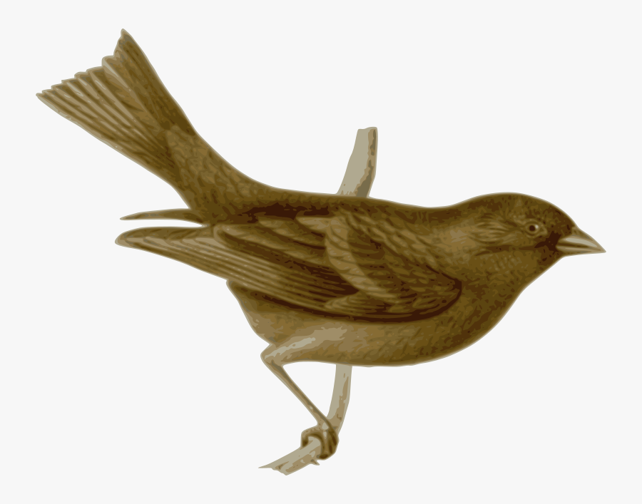 Carpodacus Vinaceus Female - Nightingale Png Vector, Transparent Clipart