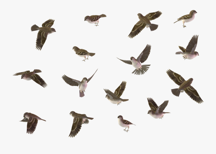 Sparrow Png Image - Bird Set Blue Jay, Transparent Clipart