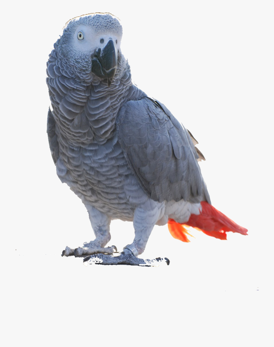 African Grey Parrot Sale, Transparent Clipart