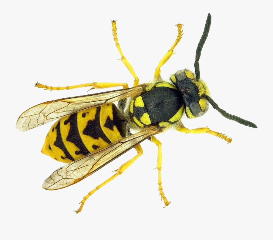 Wasp Png - Wasps With Long Antennae, Transparent Clipart