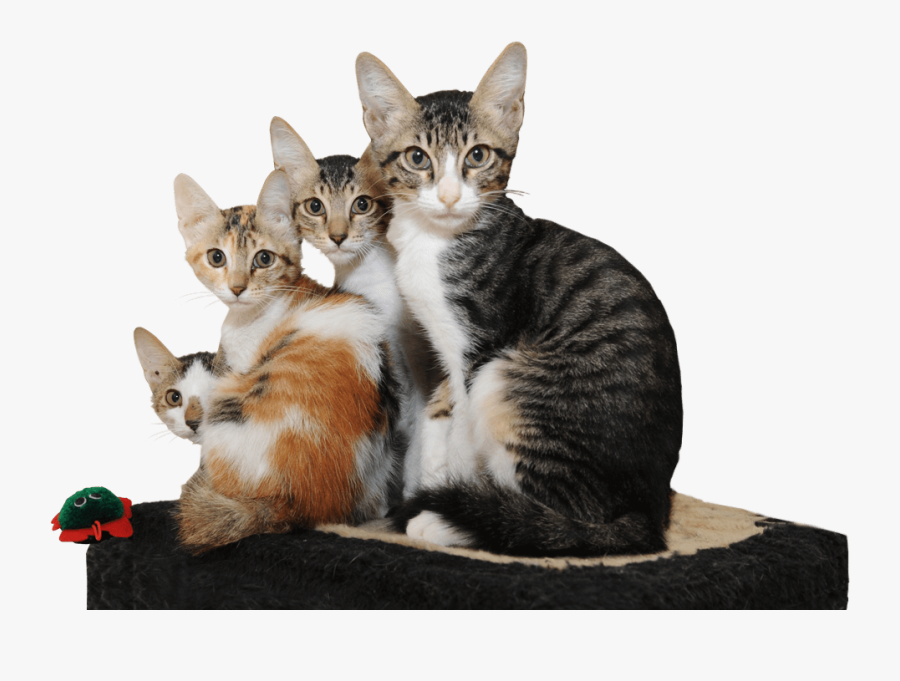 Transparent Animal Shelter Clipart - Domestic Short-haired Cat, Transparent Clipart