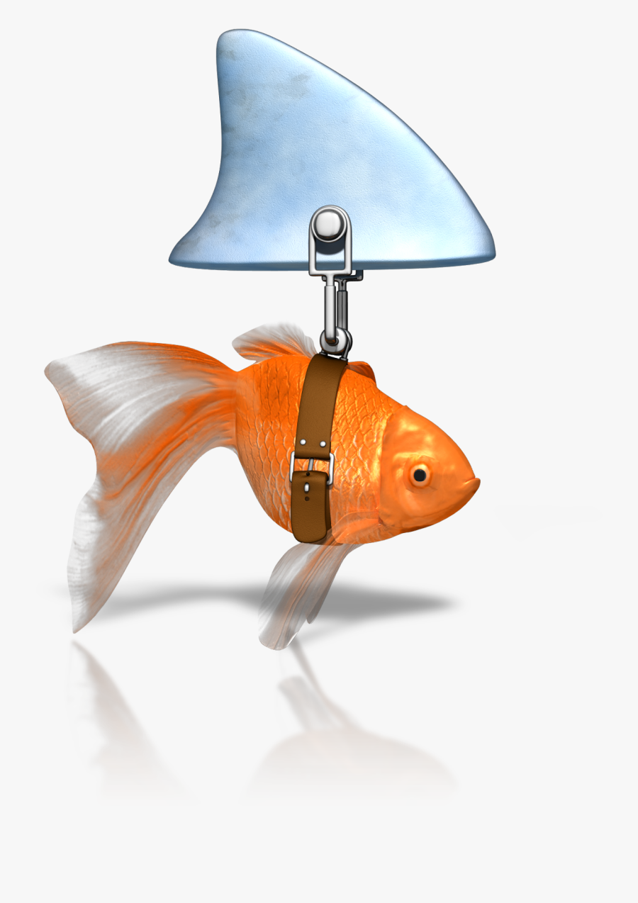 Clever Goldfish Shark 1600 Clr - Bible Pics 2 Corinthians 11 4, Transparent Clipart