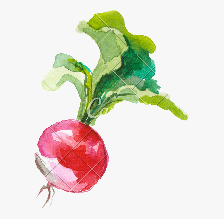 Clip Art Beet Vector - Illustration Watercolour Vegetables, Transparent Clipart