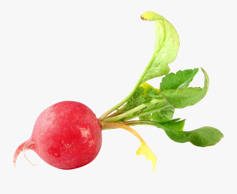 Turnip - Radish Png, Transparent Clipart